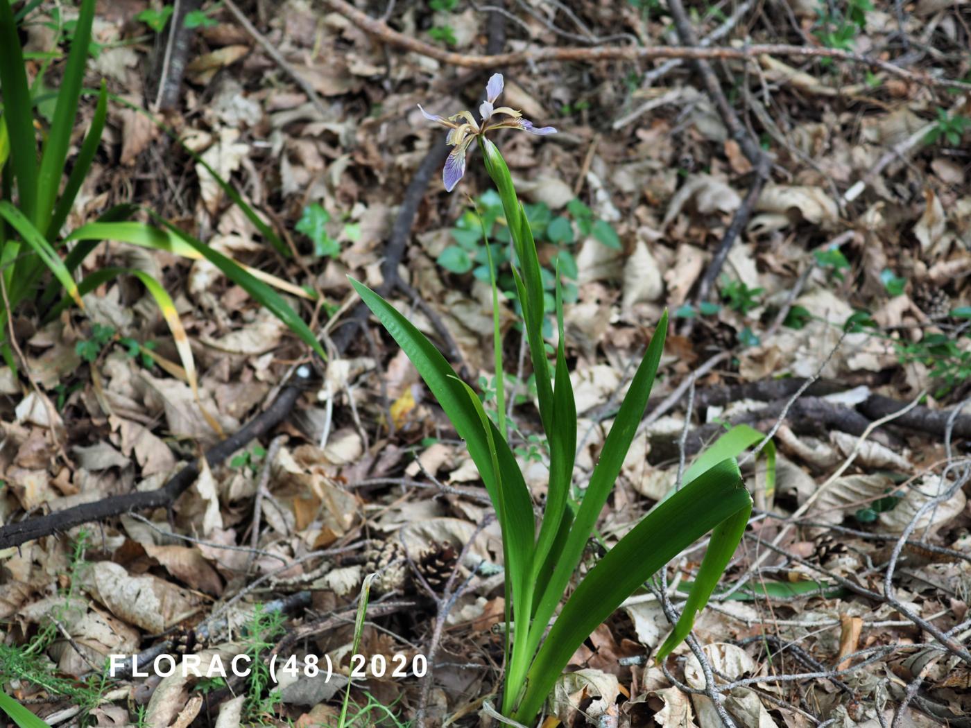 Iris, Stinking plant